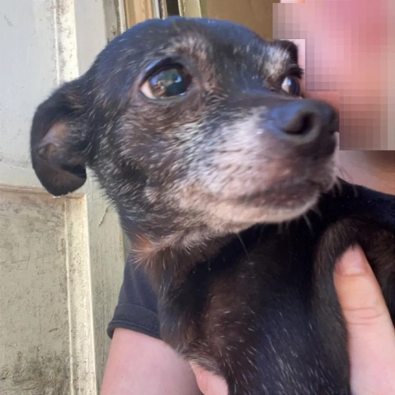 A senior small-sized female Mixed Breed dog named Cleo for adoption in Asheville, NC