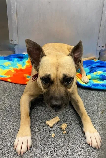 A young small-sized female Mixed Breed dog named Molly for adoption in Dallas, TX