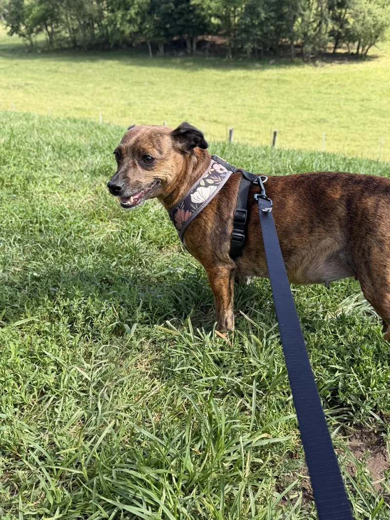 A young small-sized female Brindle Chihuahua dog named Maggie Mae for adoption in Harrison, NY