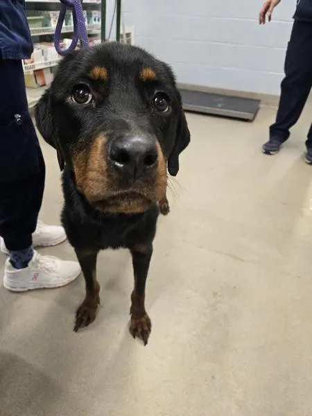 A young medium-sized female Rottweiler dog named Jellyfish for adoption in Millersville, MD