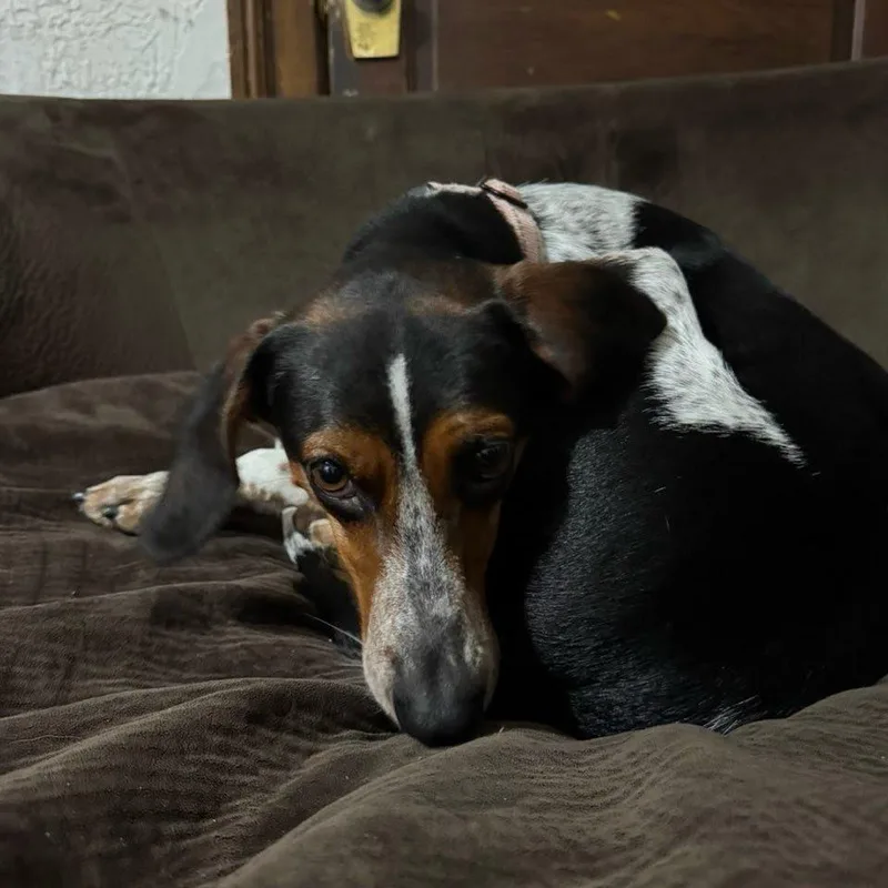 Miss Piggy thumbnail 2