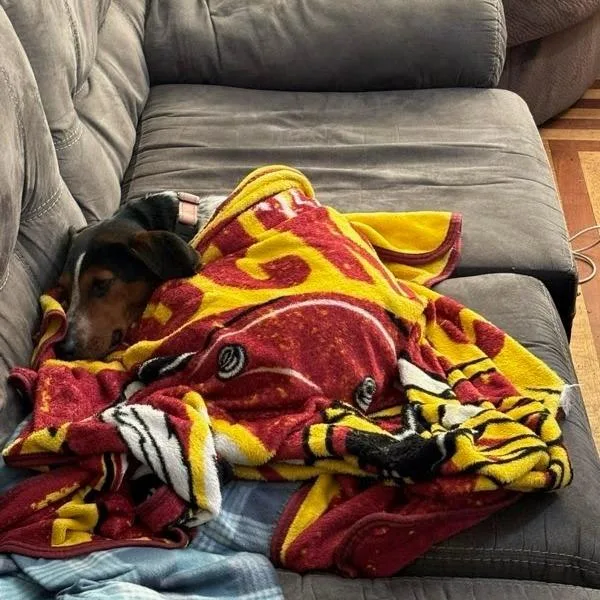 Miss Piggy thumbnail 3