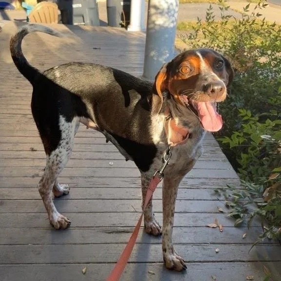 Miss Piggy thumbnail 4