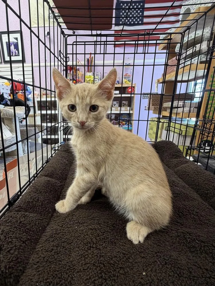 A baby small-sized male Domestic Short Hair cat named Lewis for adoption in Redlands, CA