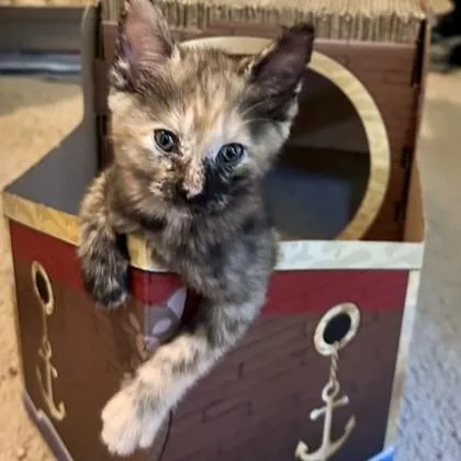 A baby small-sized female Black Domestic Short Hair cat named Chimera for adoption in Atlanta, GA