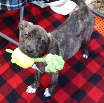 A baby medium-sized female Mixed Breed dog named Sabrina for adoption in Athens, GA