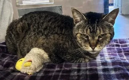 A senior medium-sized female Tabby (Brown / Chocolate) Domestic Short Hair cat named Waltina for adoption in Stanwood, WA
