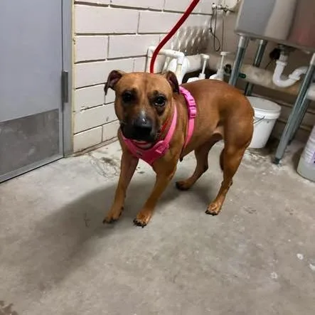 Maya