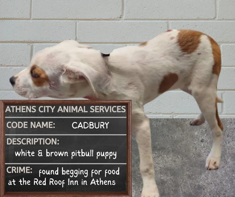 Cadbury  Stray Hold thumbnail 2