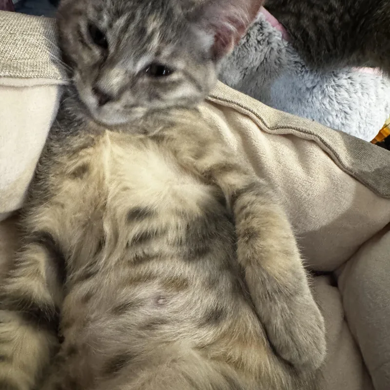 A baby medium-sized male Gray / Blue / Silver Russian Blue cat named Pasha for adoption in Austin, TX