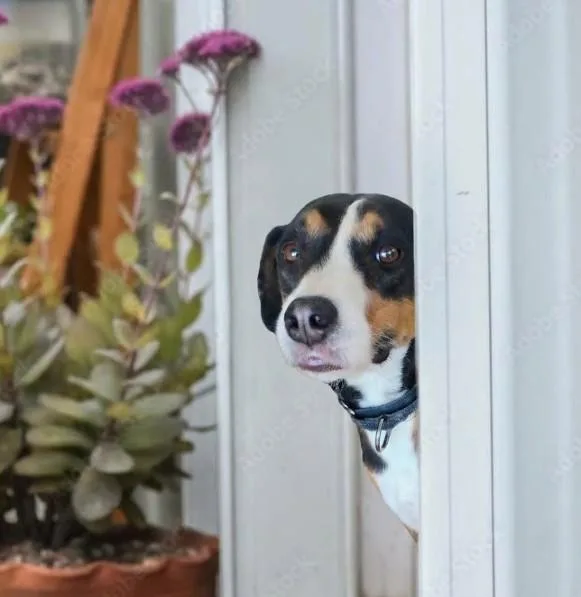 Hudson the Most Gentle thumbnail 5