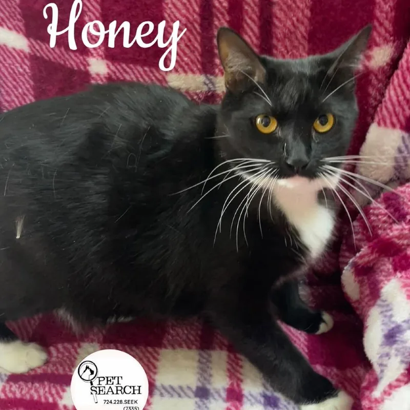An adult small-sized female Black Domestic Short Hair cat named Honey for adoption in Washington, PA