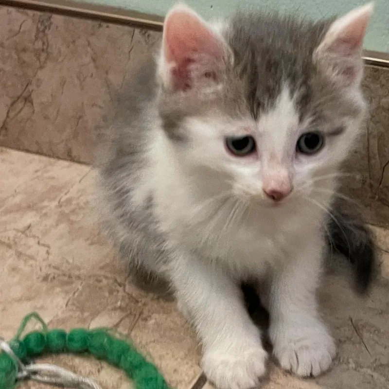 A baby medium-sized male Gray & White Domestic Medium Hair cat named Buster for adoption in Moriches, NY