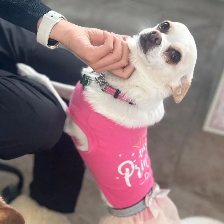 An adult small-sized female Chihuahua dog named Lexi for adoption in Fremont, CA