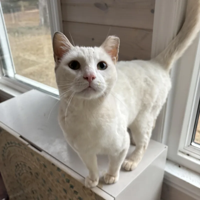 A young medium-sized male White Domestic Short Hair cat named Henry for adoption in Simpsonville, SC