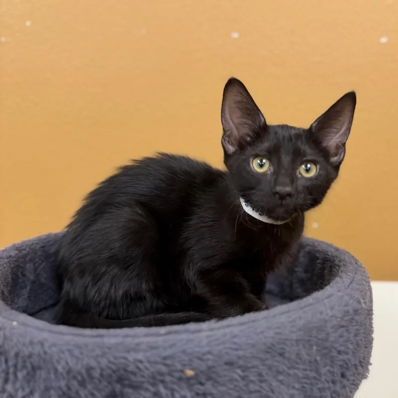 A baby small-sized female Black Domestic Short Hair cat named Mackerel for adoption in Las Vegas, NV