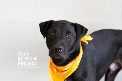 An adult large-sized male Black Mixed Breed dog named Noah for adoption in Kansas City, MO