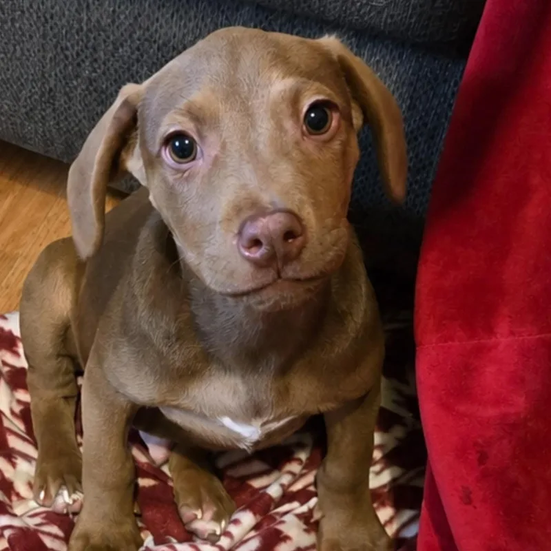 A baby medium-sized male Brown / Chocolate Labrador Retriever dog named Wally for adoption in Brewton, AL