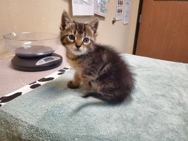 A young medium-sized female Domestic Short Hair cat named Birdie for adoption in Escondido, CA