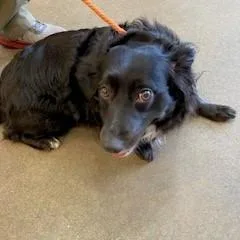 An adult medium-sized female Black Dachshund dog named Lola for adoption in York, PA
