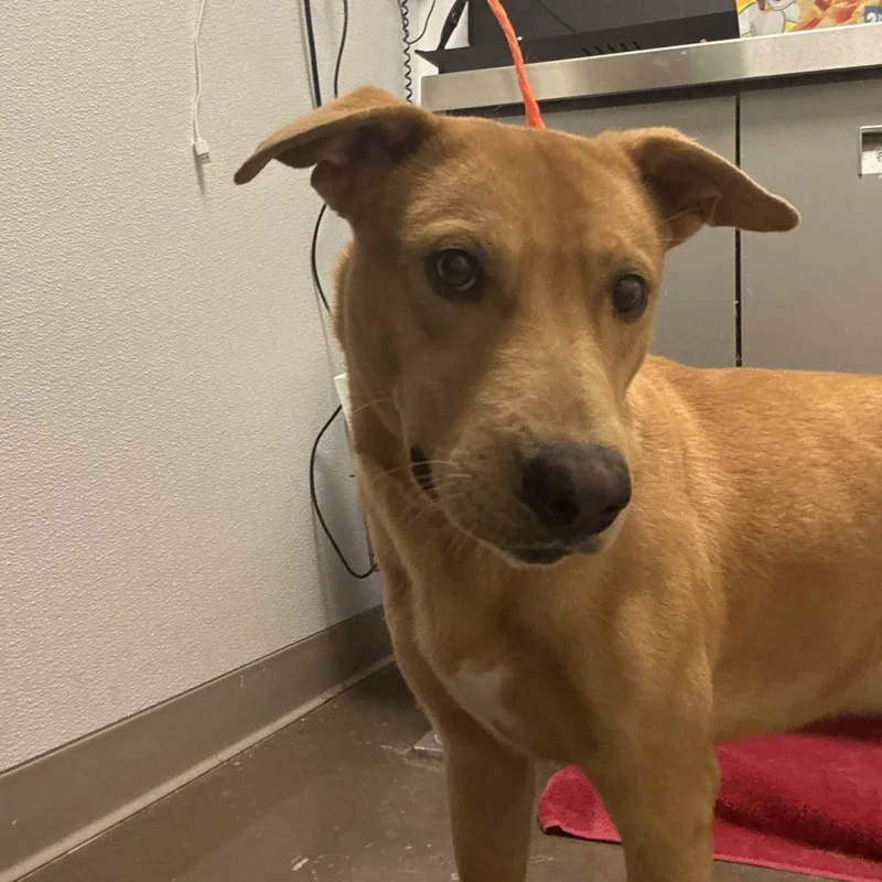 An adult medium-sized male Yellow / Tan / Blond / Fawn Labrador Retriever dog named Jake for adoption in Tulsa, OK