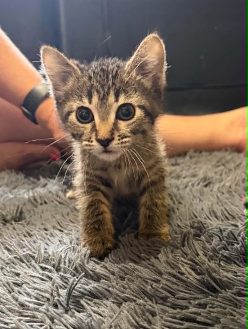 A baby small-sized female Domestic Short Hair cat named Whitney for adoption in Blaine, MN