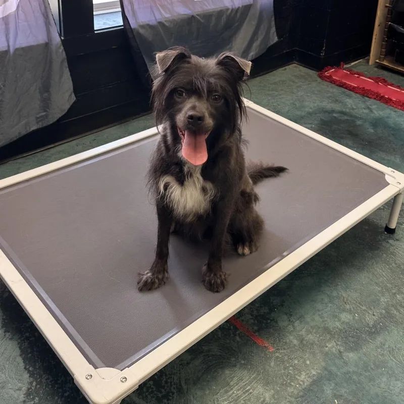 An adult medium-sized female Gray / Blue / Silver Mixed Breed dog named Fancy for adoption in Avon, OH
