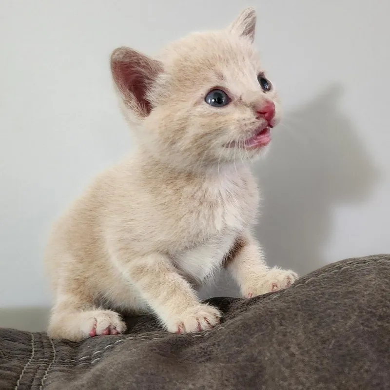 A baby small-sized male Buff / Tan / Fawn Domestic Short Hair cat named Simba for adoption in Centerville, TN