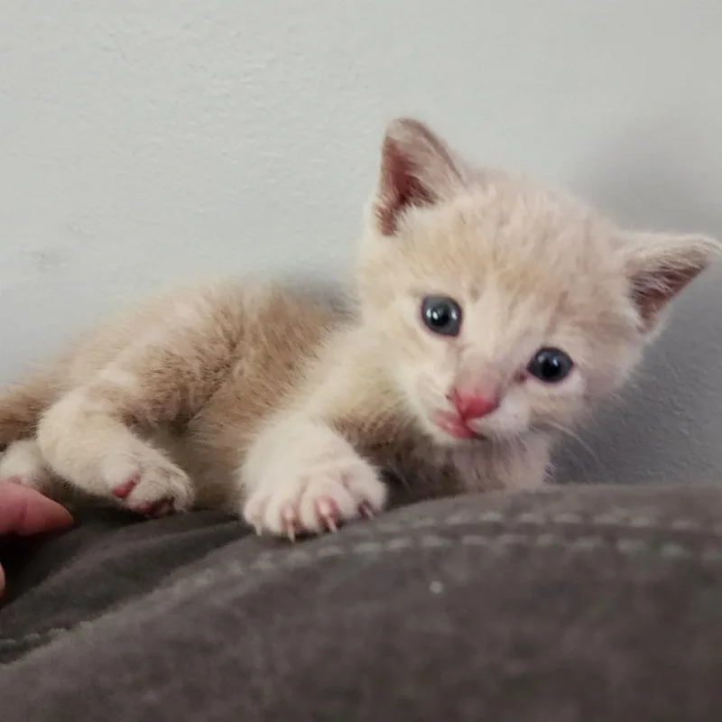 Simba thumbnail 2