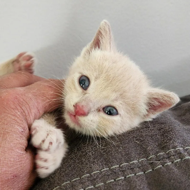 Simba thumbnail 3