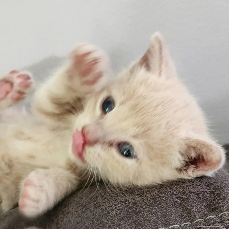 Simba thumbnail 4