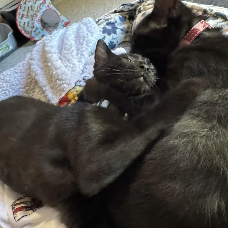 Pippin Joy thumbnail 3