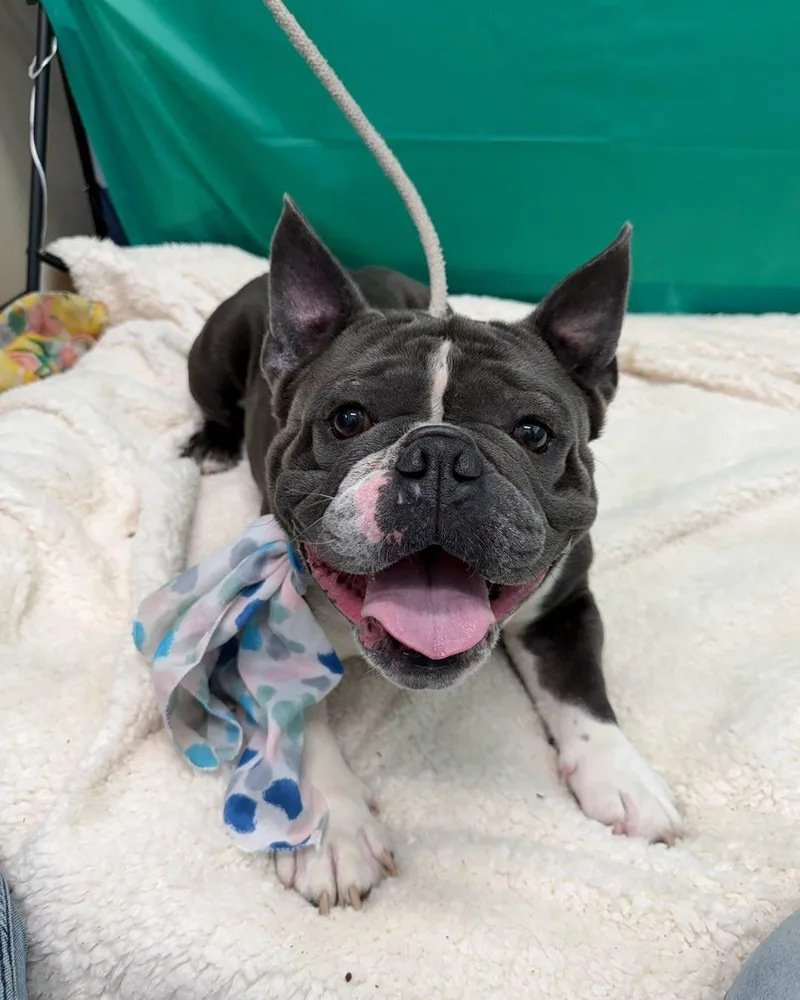 A young medium-sized male Gray / Blue / Silver French Bulldog dog named Bowser Tag for adoption in Central Islip, NY