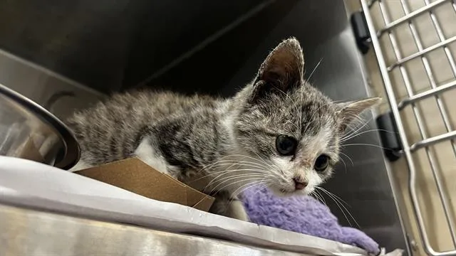 A baby small-sized female Domestic Short Hair cat named Cinderelly for adoption in Grand Prairie, TX