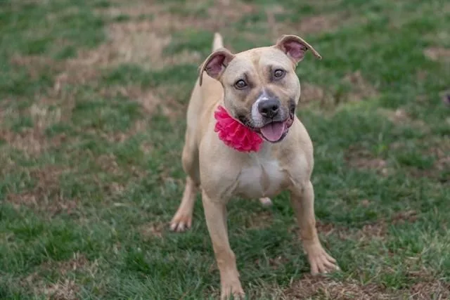 A young medium-sized female American Staffordshire Terrier dog named Pippa for adoption in York, SC