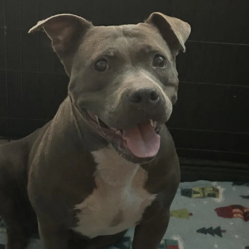 An adult large-sized female Brown / Chocolate Mixed Breed dog named StrayNorthsideIndustrialBoulevard for adoption in Columbus, GA