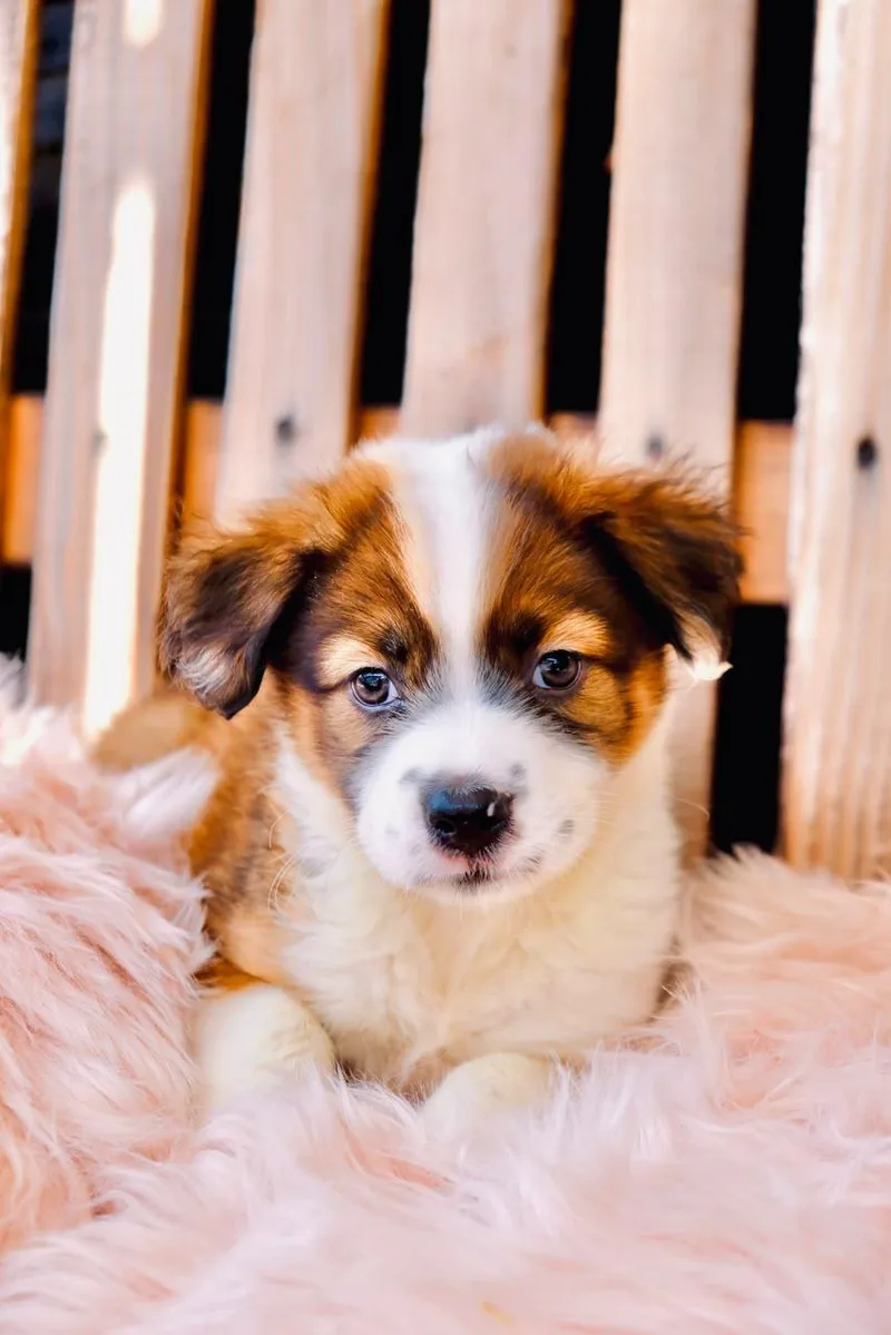 A baby large-sized female Bernese Mountain Dog dog named Lainie for adoption in San Diego, CA