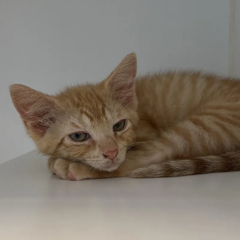 A baby small-sized male Orange / Red Domestic Short Hair cat named Mantis for adoption in Naperville, IL