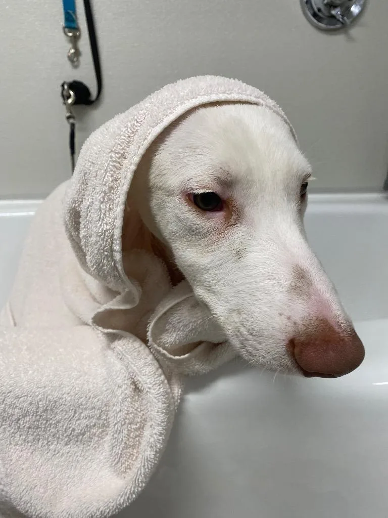 Malasadas thumbnail 3