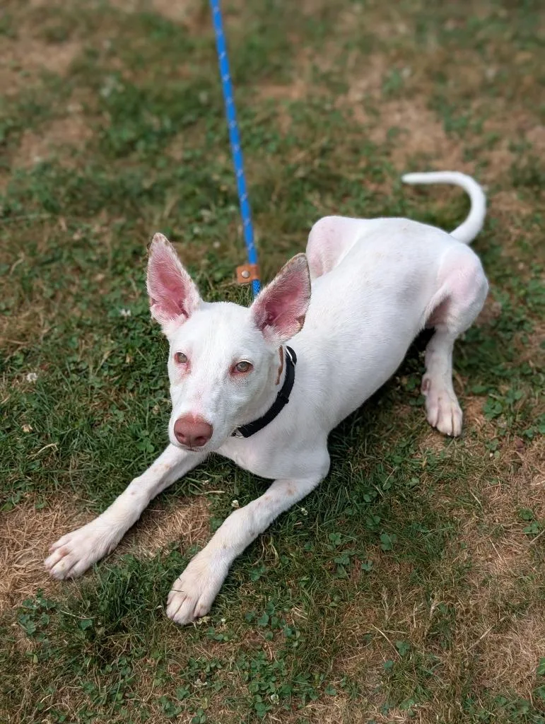 Malasadas thumbnail 4