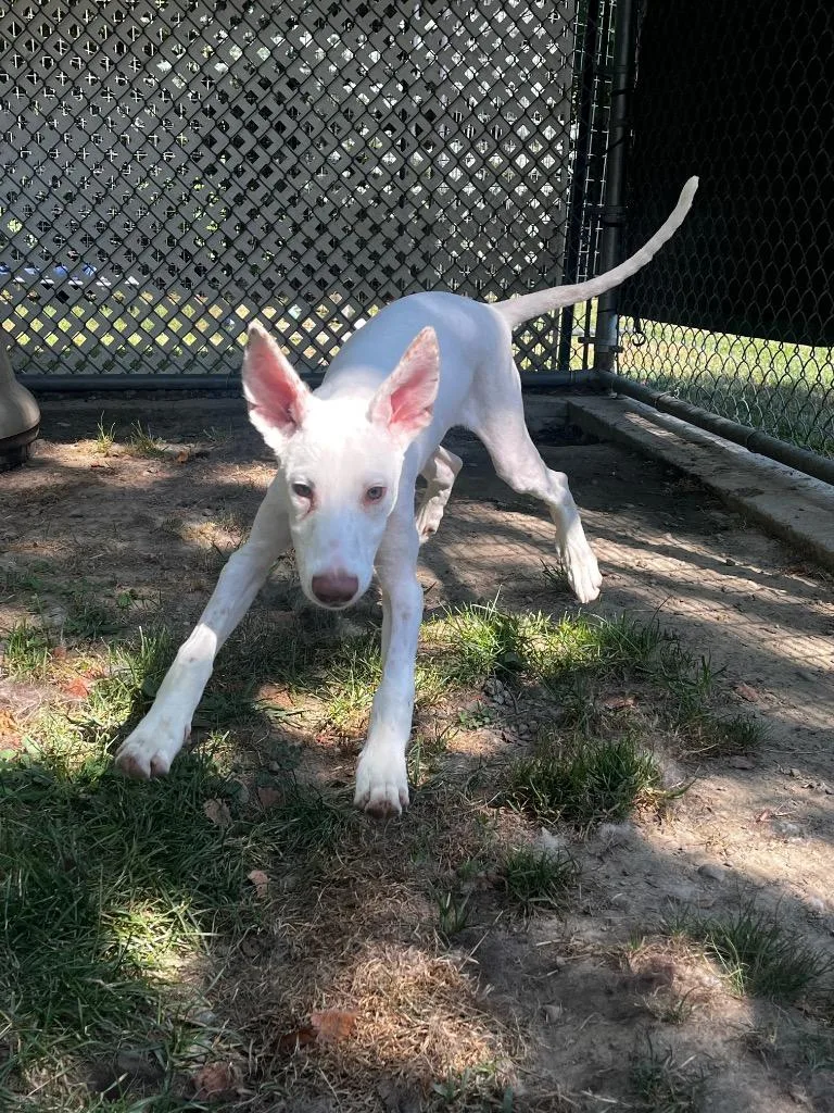 Malasadas thumbnail 5