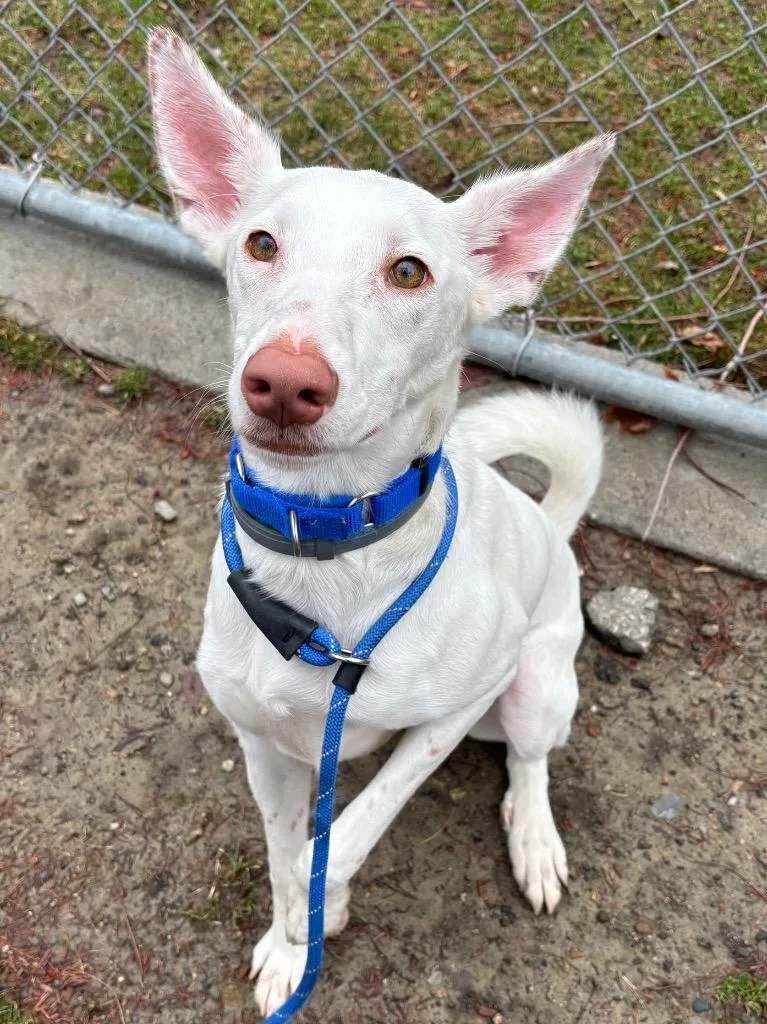 Malasadas thumbnail 6