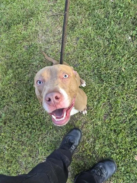 An adult medium-sized male Pit Bull Terrier dog named Pen for adoption in Lawrenceville, GA