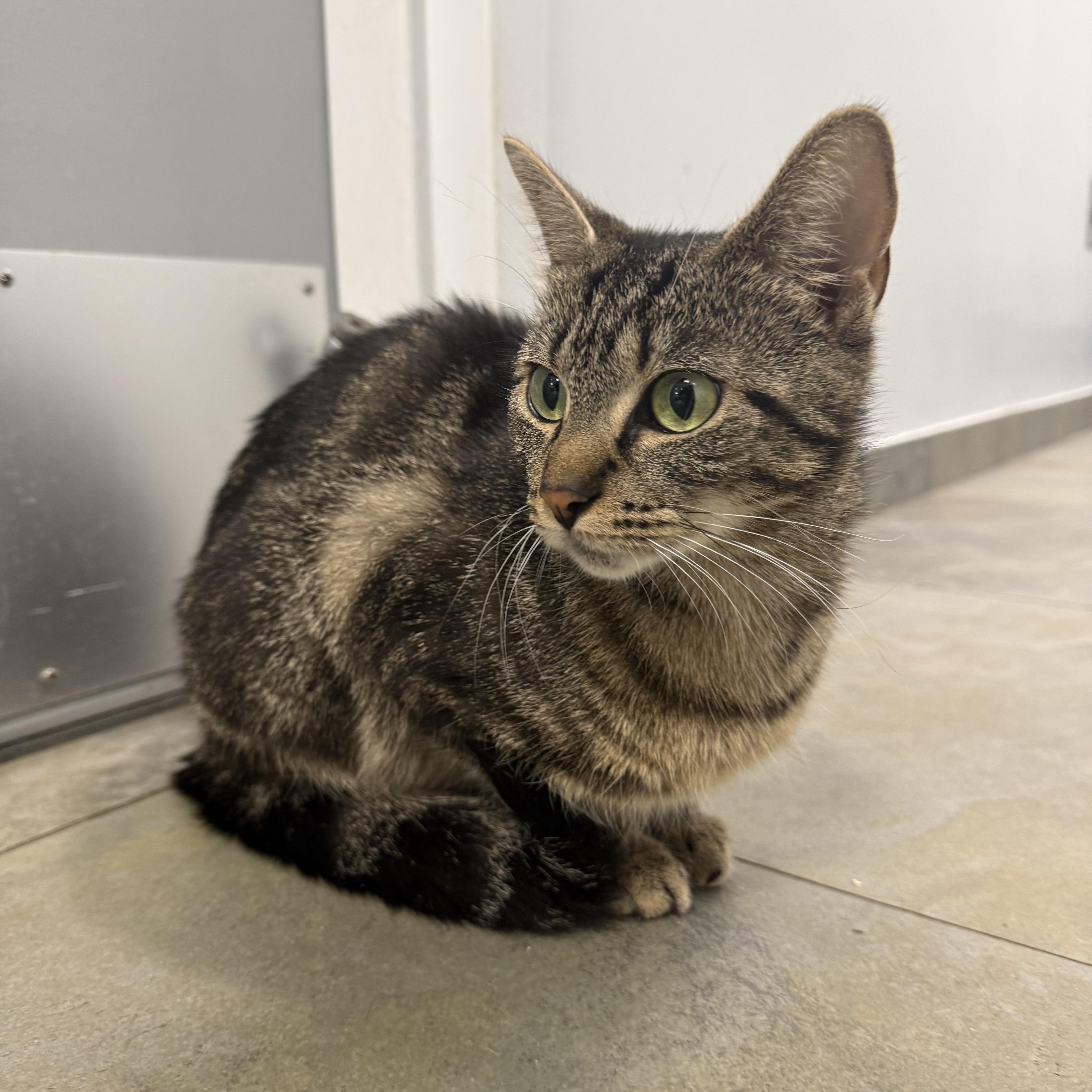 A young medium-sized female Tabby (Brown / Chocolate) Domestic Short Hair cat named Bastet for adoption in North Haven, CT