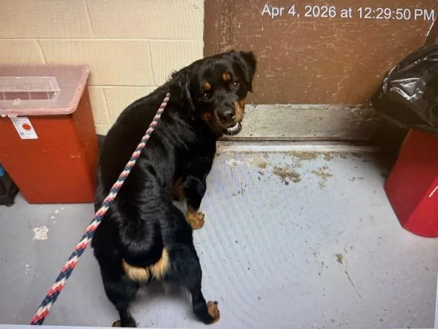 A young large-sized male Rottweiler dog named Frankie for adoption in Ocala, FL