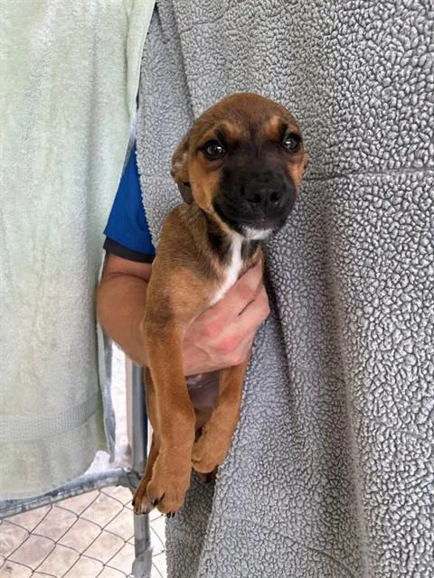 A baby medium-sized female Hound dog named Boron for adoption in Cookeville, TN
