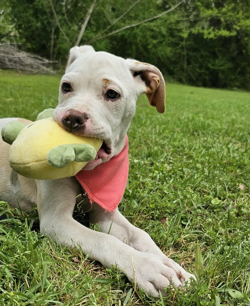 A baby medium-sized female Yellow / Tan / Blond / Fawn Mixed Breed dog named Nora for adoption in BONIFAY, FL