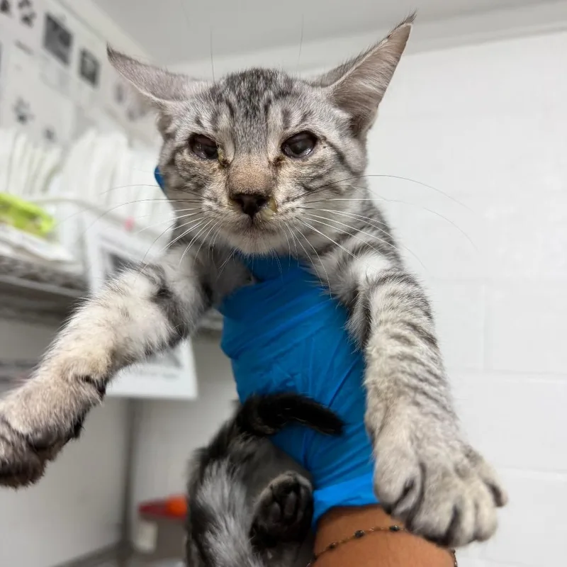 A baby small-sized female Domestic Short Hair cat named Hermione for adoption in Edinburg, TX