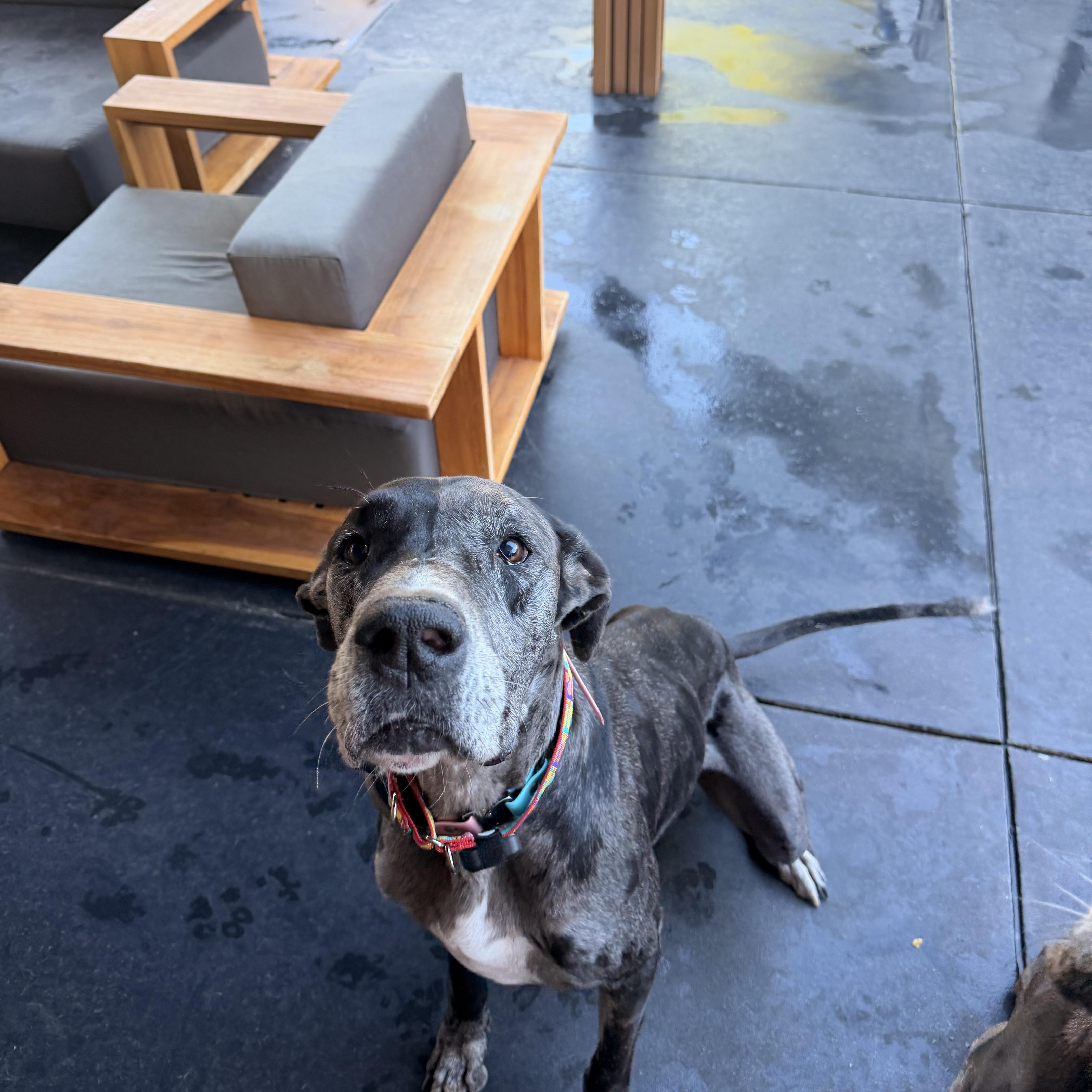 An adult extra large-sized female Merle (Blue) Great Dane dog named Thena for adoption in Long Beach, CA