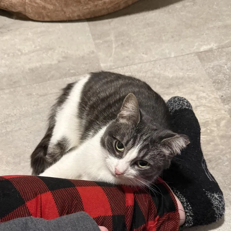 An adult small-sized female Brown / Chocolate Domestic Short Hair cat named Mango & Annie for adoption in Eaton Rapids, MI